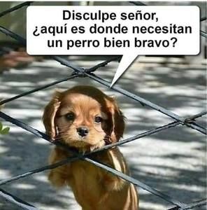 Meet your Posher, Jaime